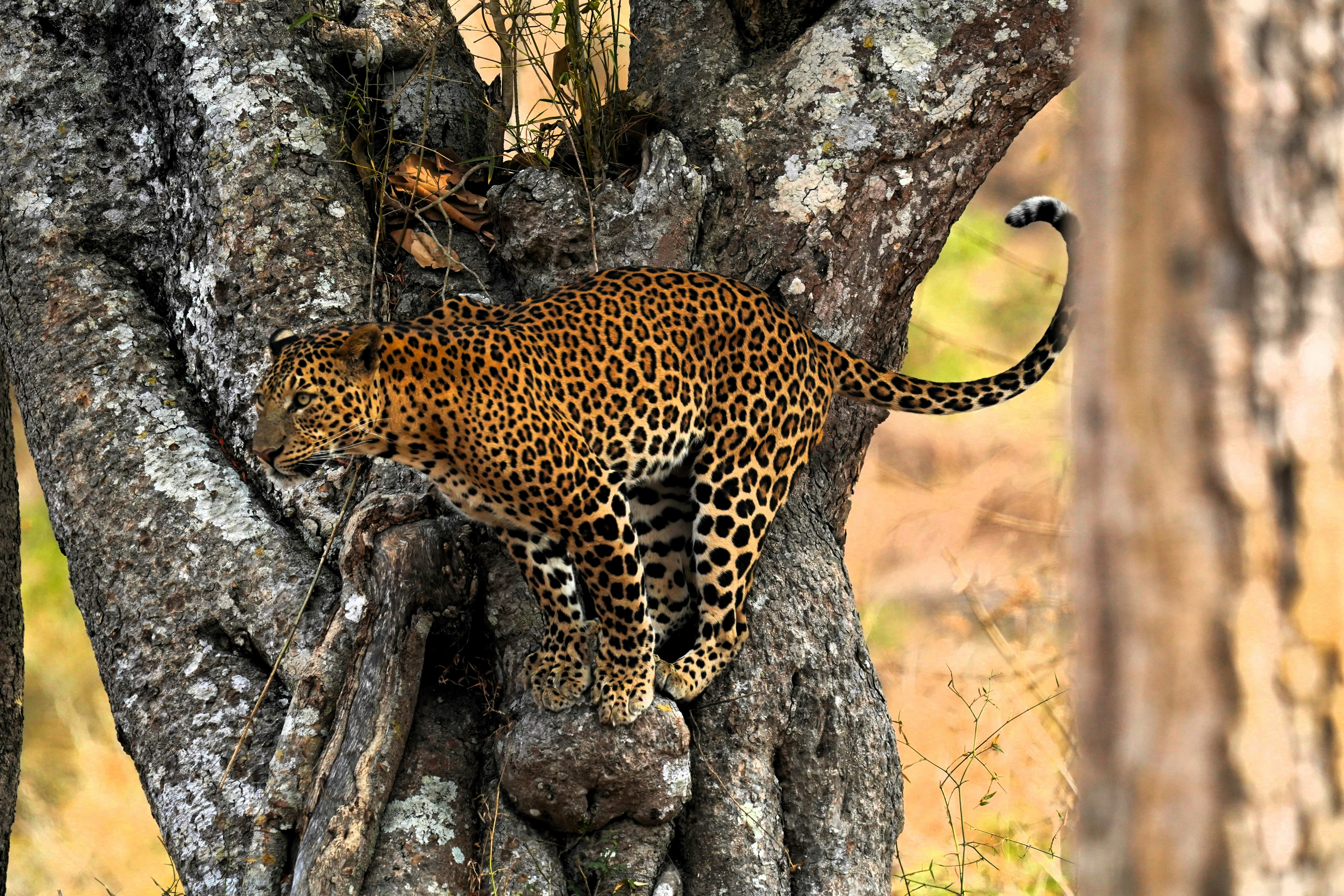 Conservation Lessons (image credits: unsplash)