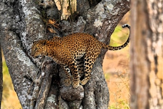 a leopard climbing up the side of a tree