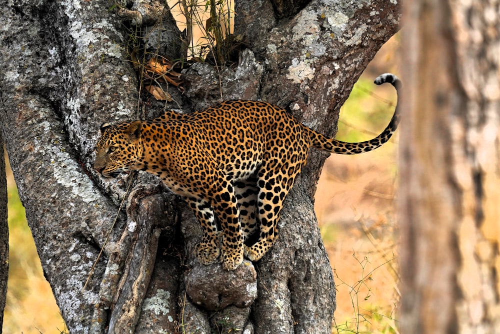 a leopard climbing up the side of a tree