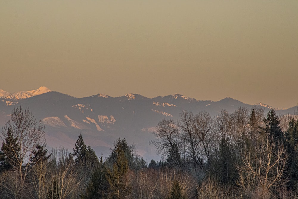 a view of a mountain range with trees in the foreground