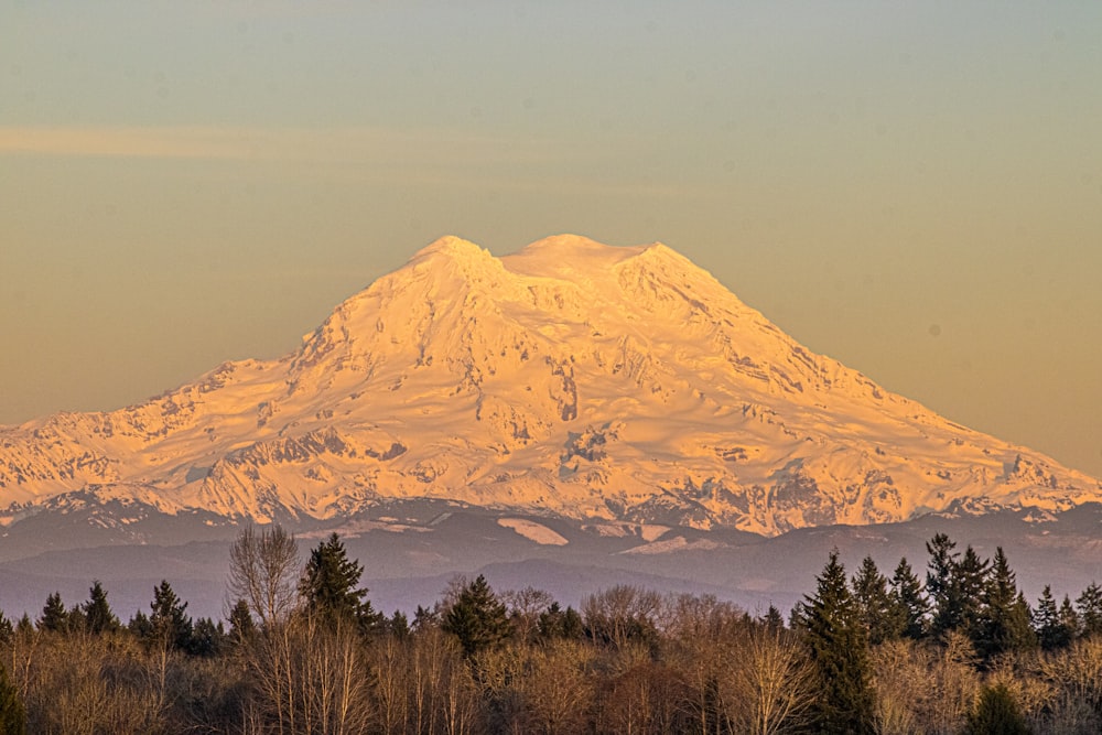 a snow covered mountain in the distance with trees in the foreground