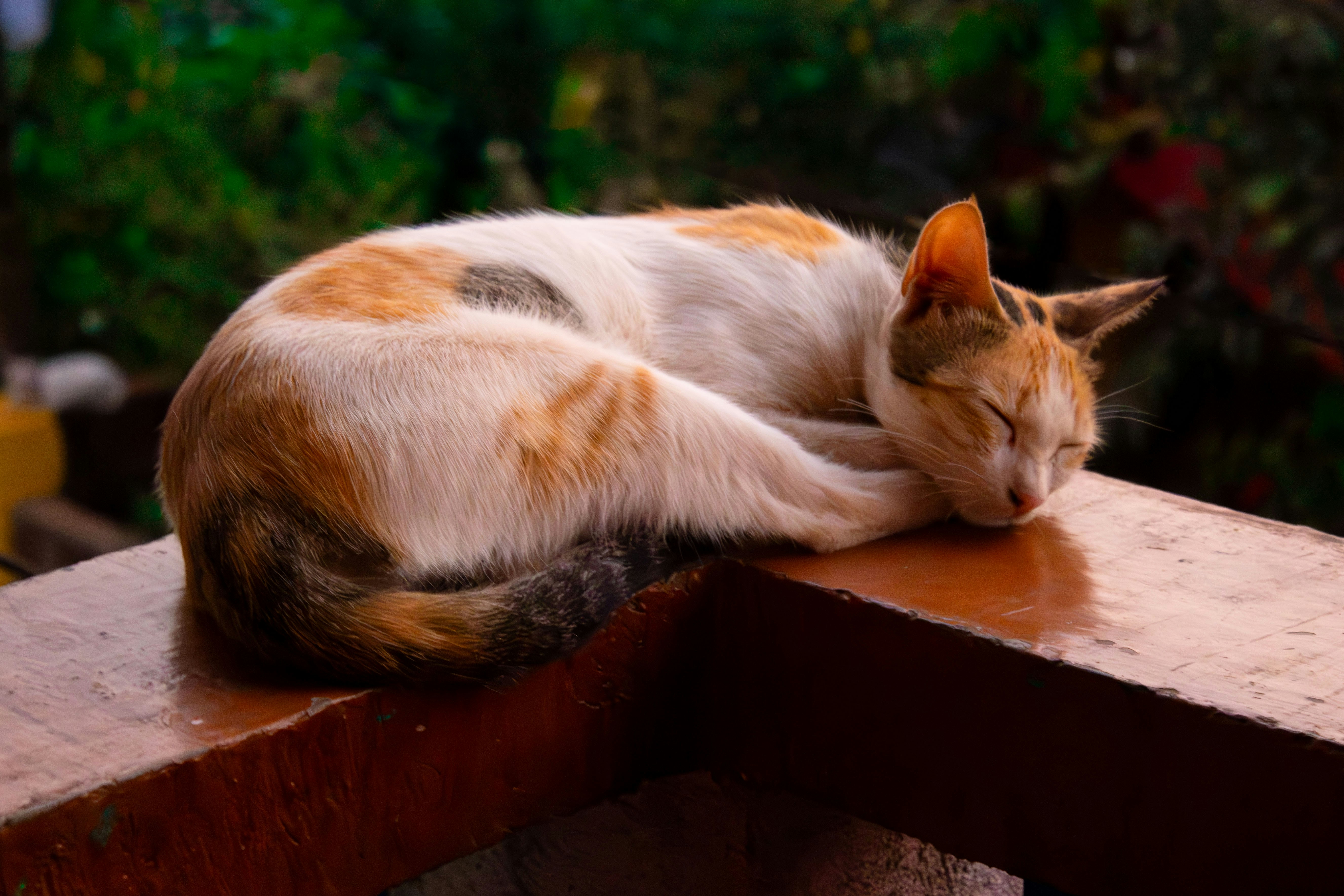 A calico cat sleeping on top of a wooden bench photo – Free Animal ...