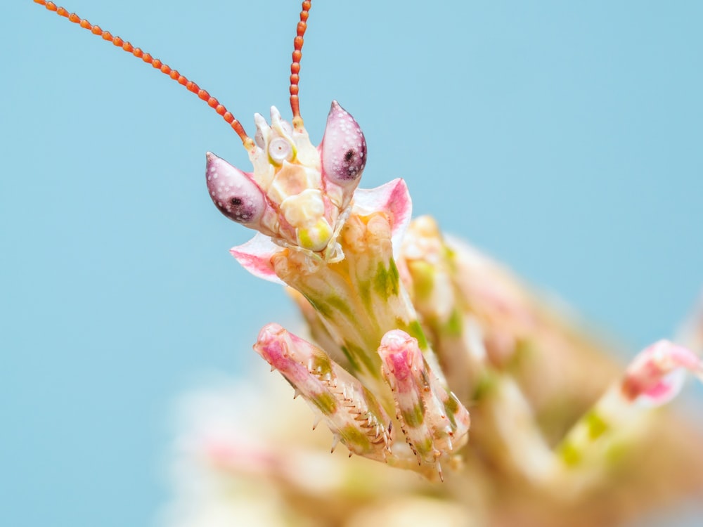 a close up of a bug on a flower