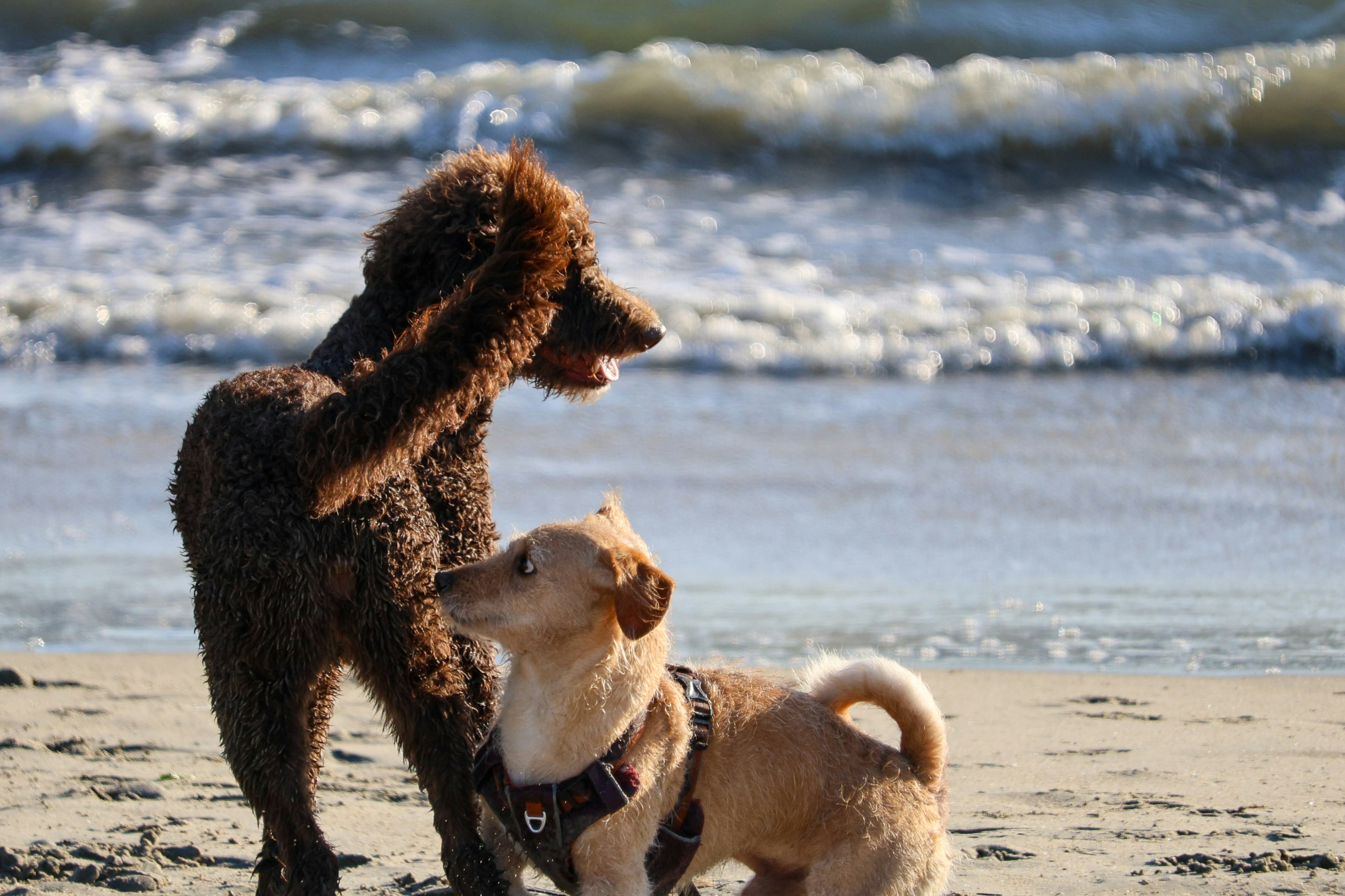 a couple of dogs standing on top of a sandy beach