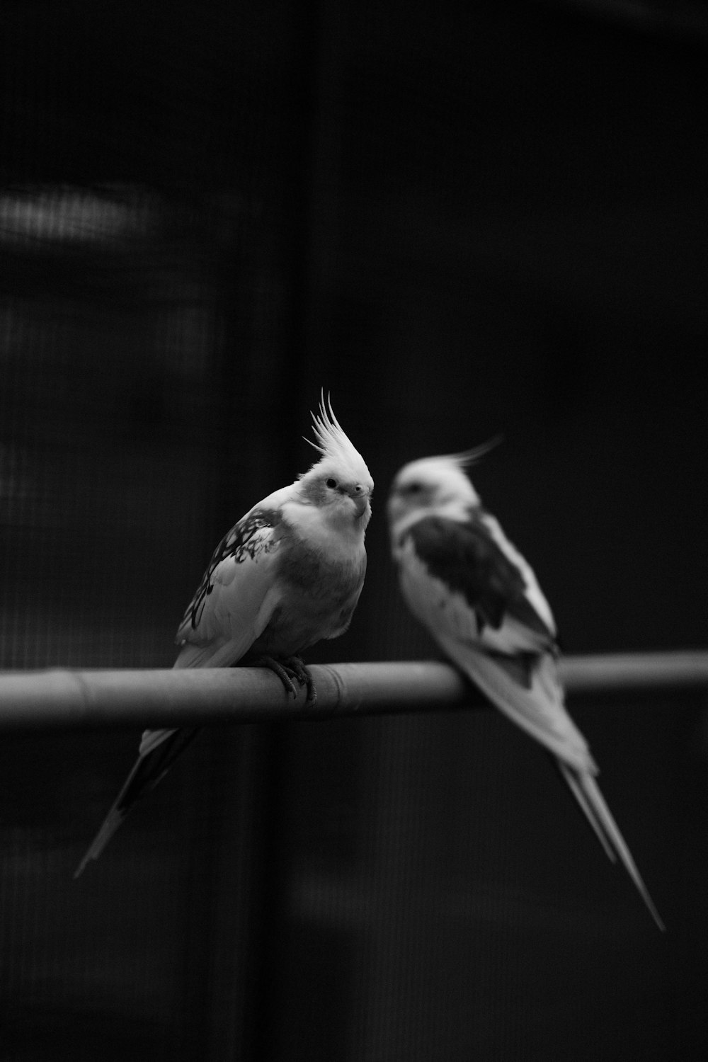 a couple of birds sitting on top of a metal bar