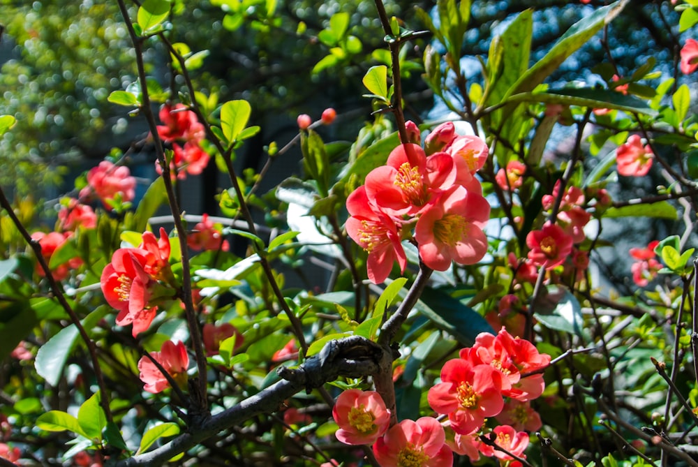 a bush with red flowers and green leaves