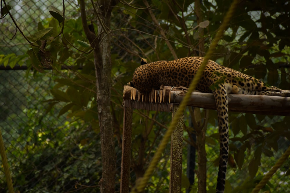 a leopard laying on top of a tree branch