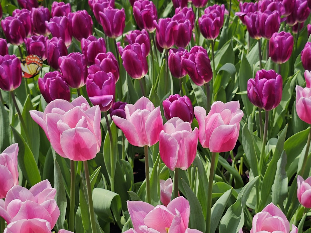 a field of pink and purple tulips with a butterfly
