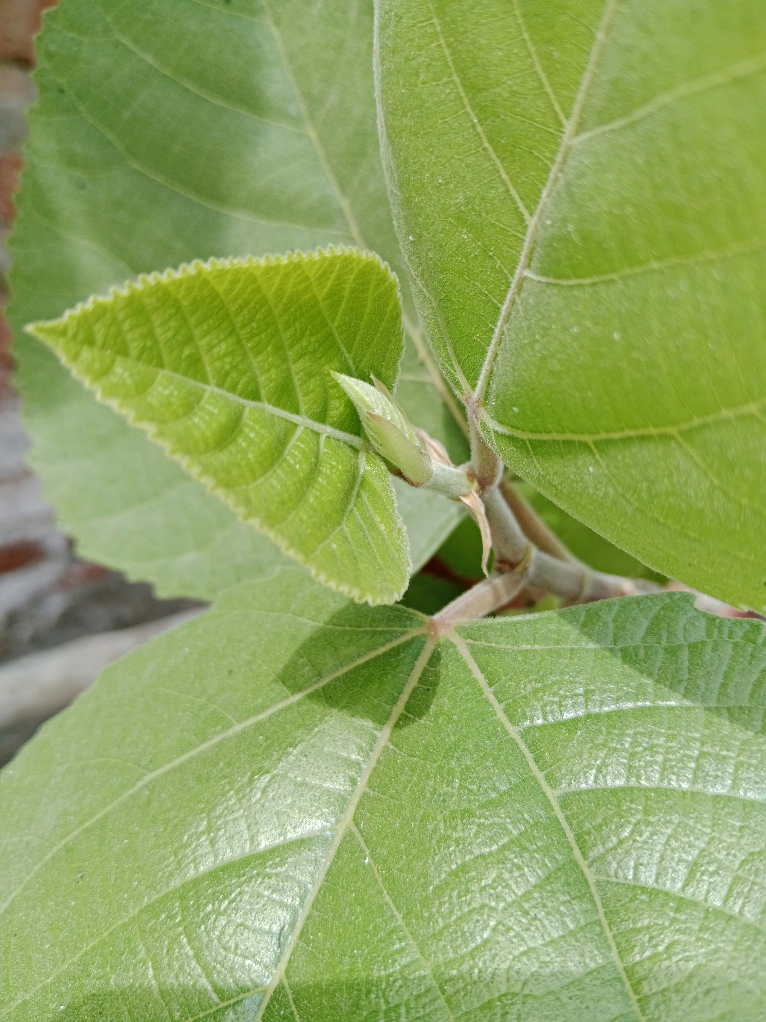 Photo by alsaifdesign