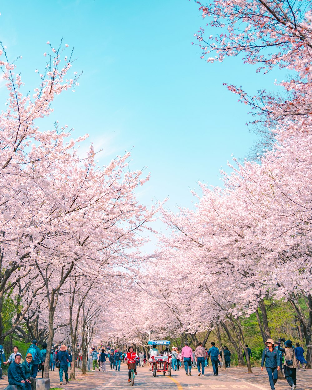 a group of people walking down a tree lined road