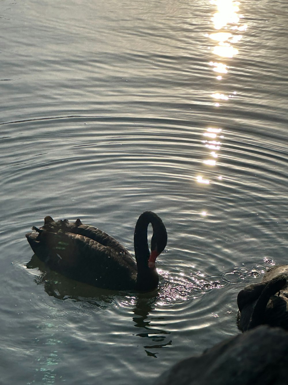 a black swan floating on top of a body of water