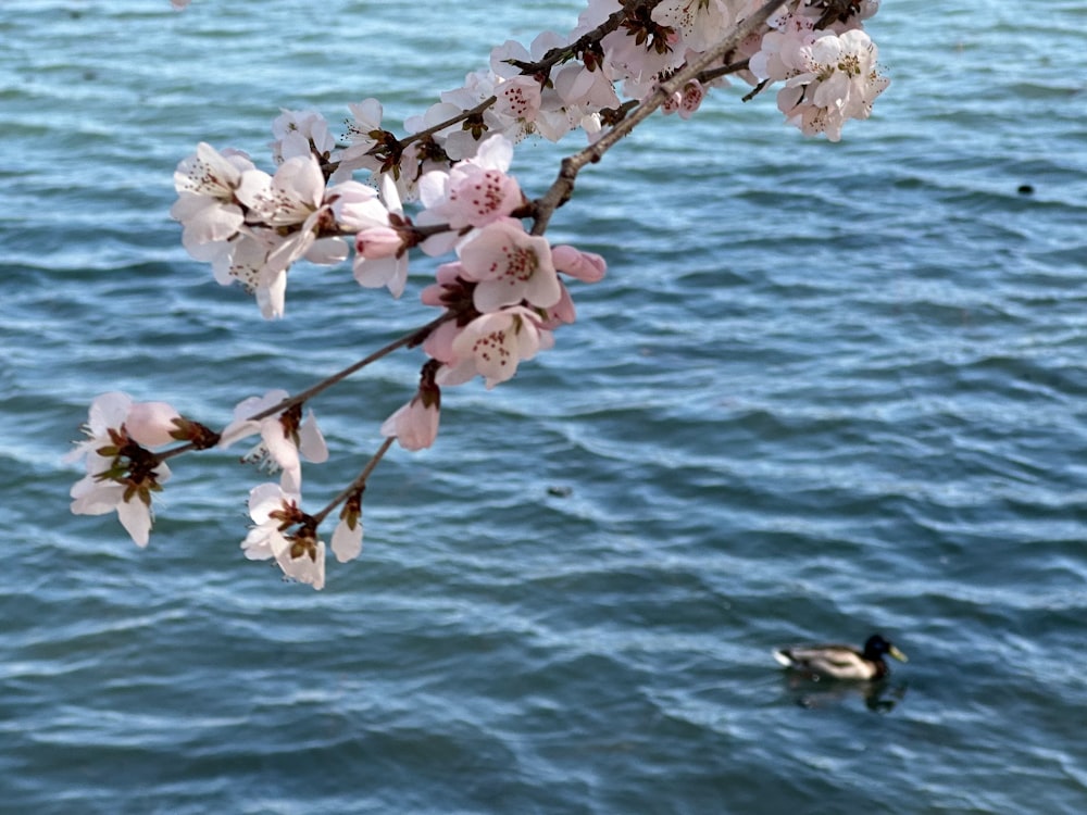 a duck swimming in a body of water