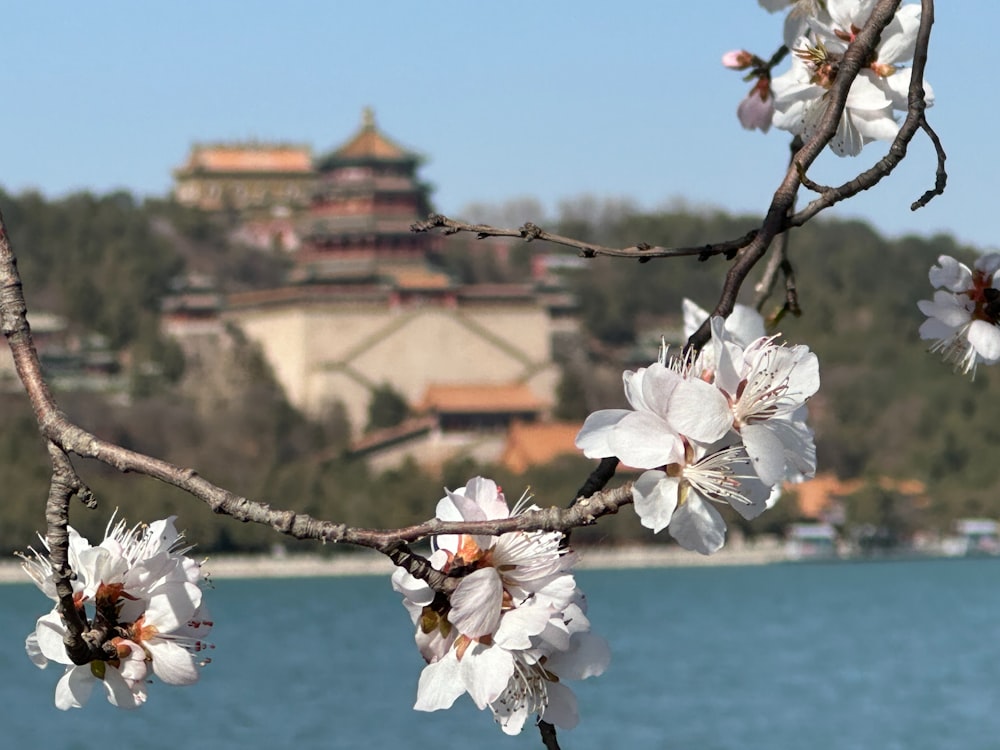 a tree branch with white flowers in front of a body of water