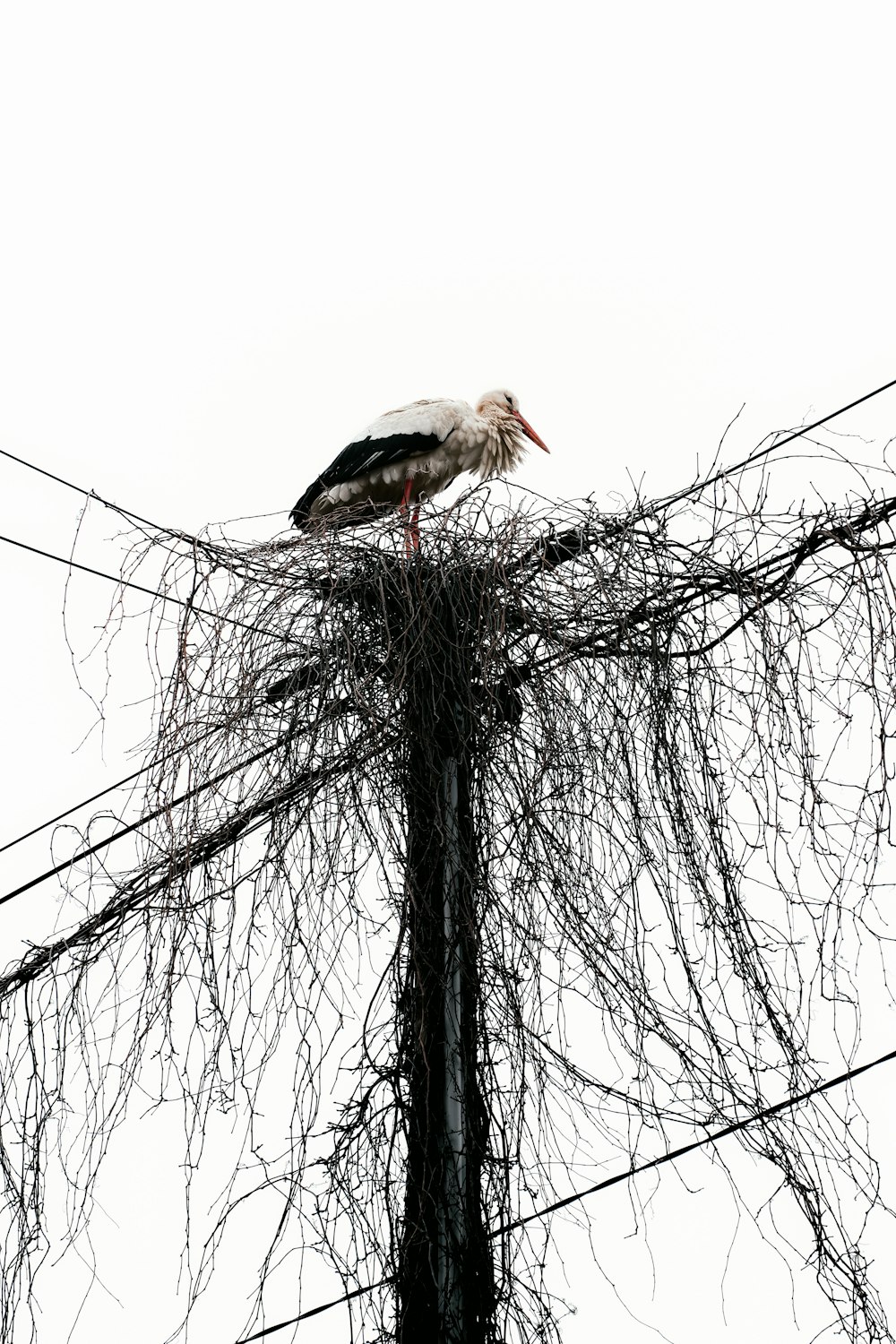 a bird sitting on top of a pile of branches