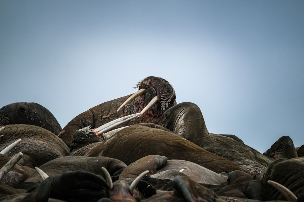 a large group of sea animals laying on top of each other