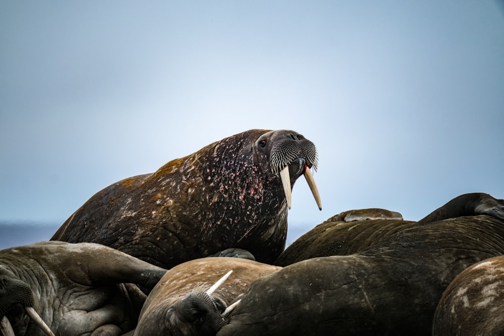 a seal with its mouth open sitting on the rocks