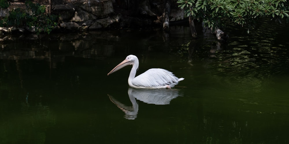 ein großer weißer Vogel, der auf einem Gewässer schwimmt
