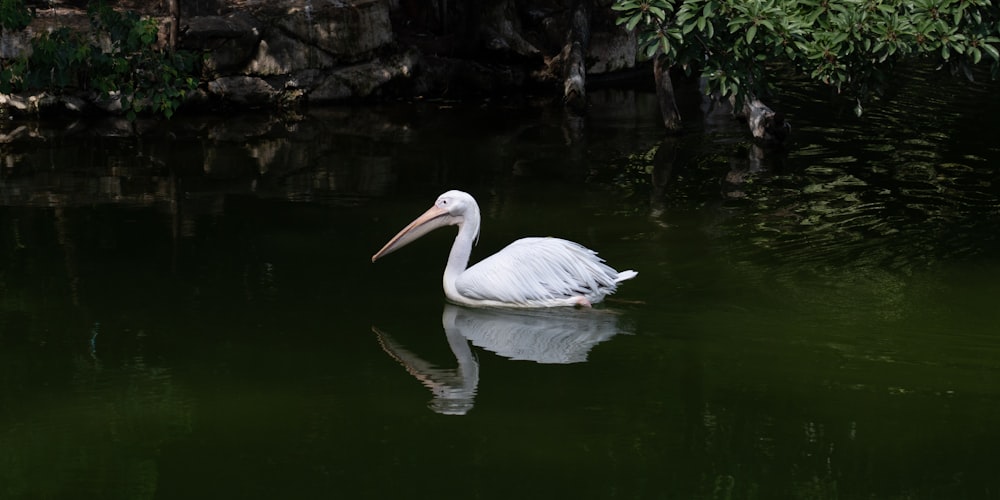 a large white bird floating on top of a body of water