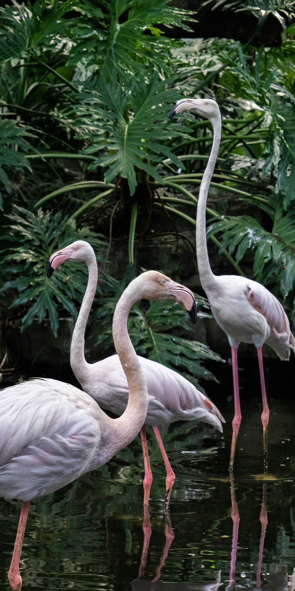 three flamingos are standing in a pond of water