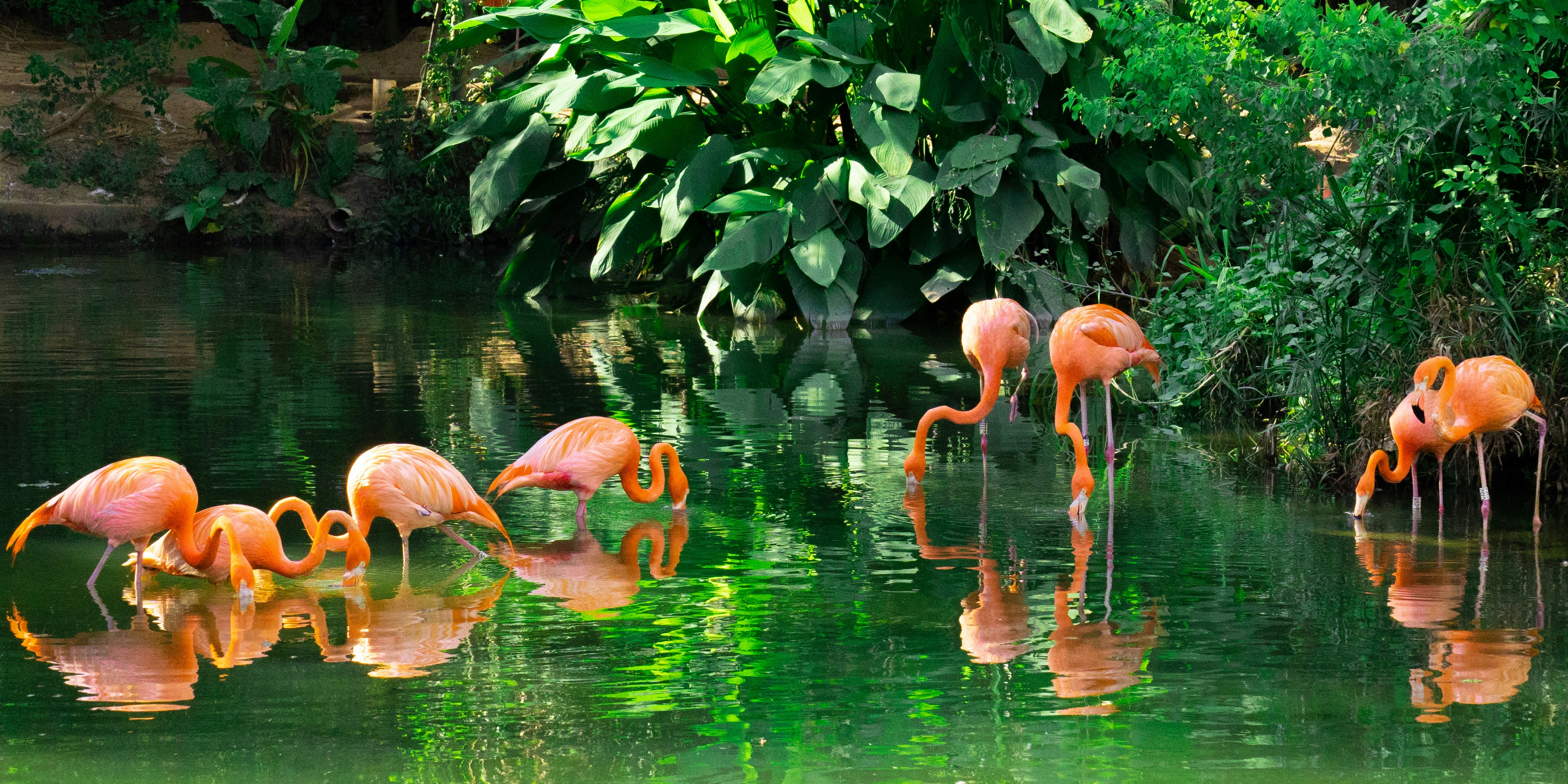 a group of flamingos are standing in the water