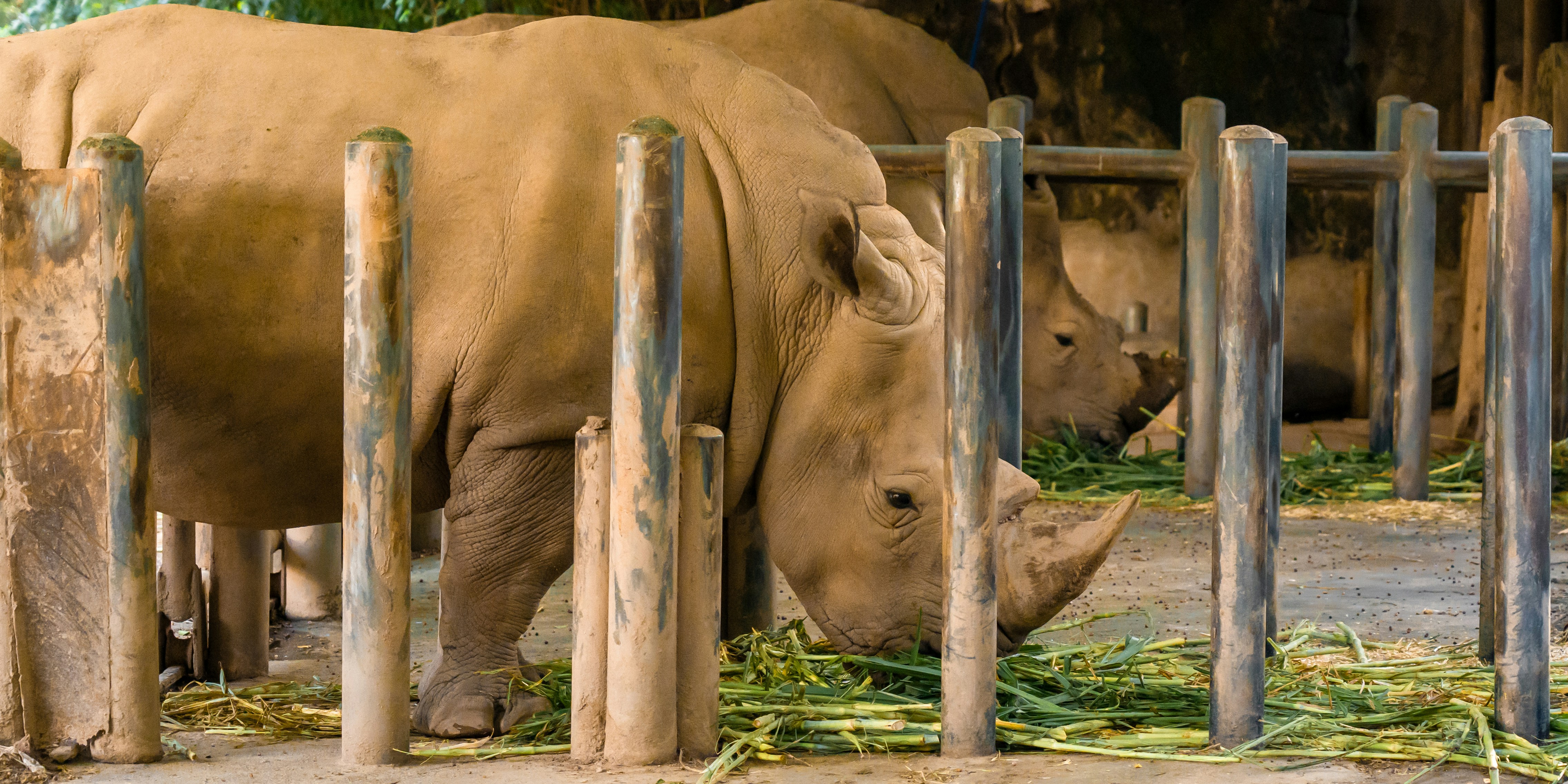 two rhinos eating grass behind a fence
