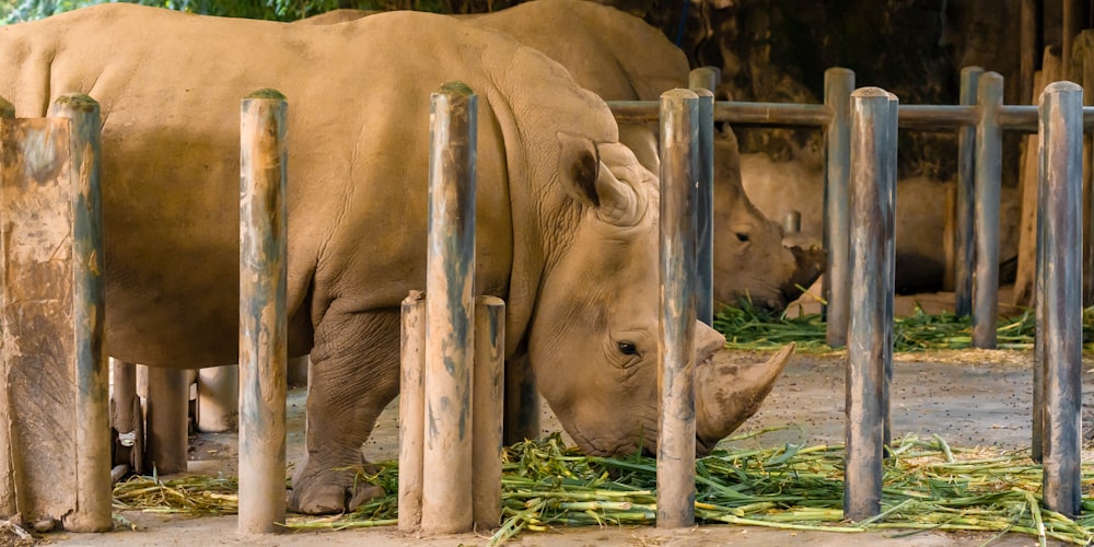 two rhinos eating grass behind a fence