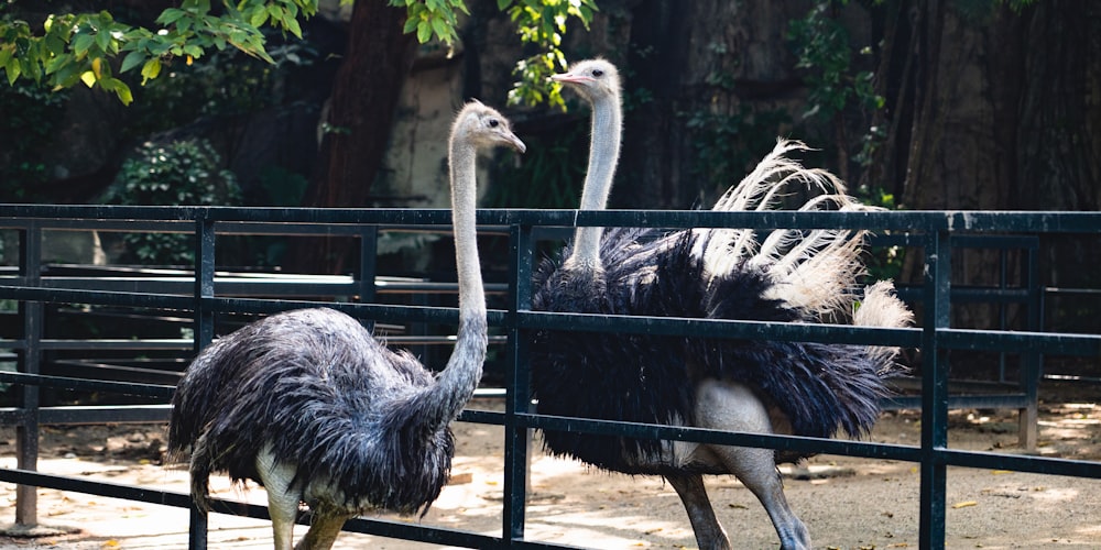 an ostrich and an ostrich in a fenced in area