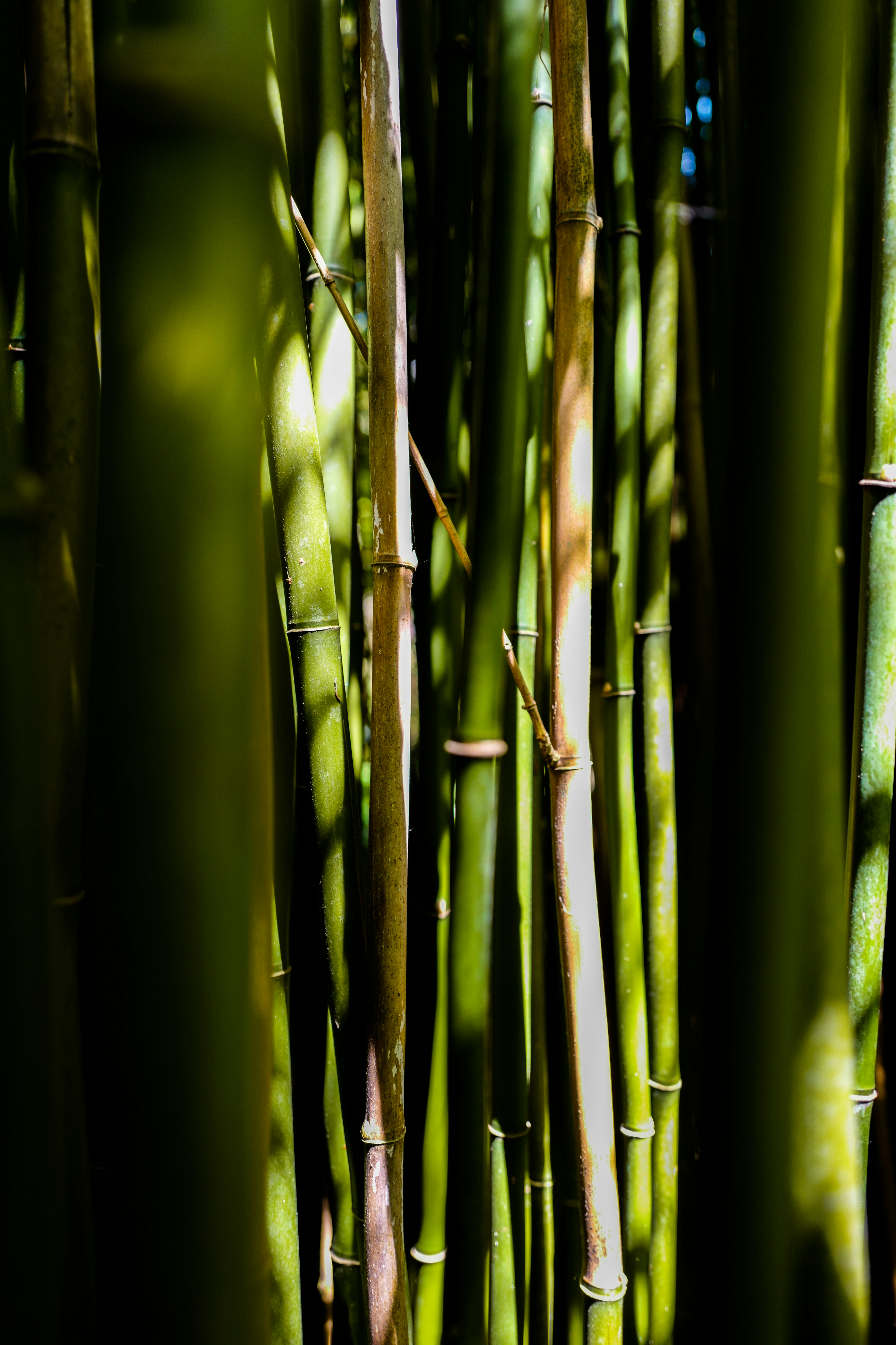 a group of tall bamboo trees in a forest