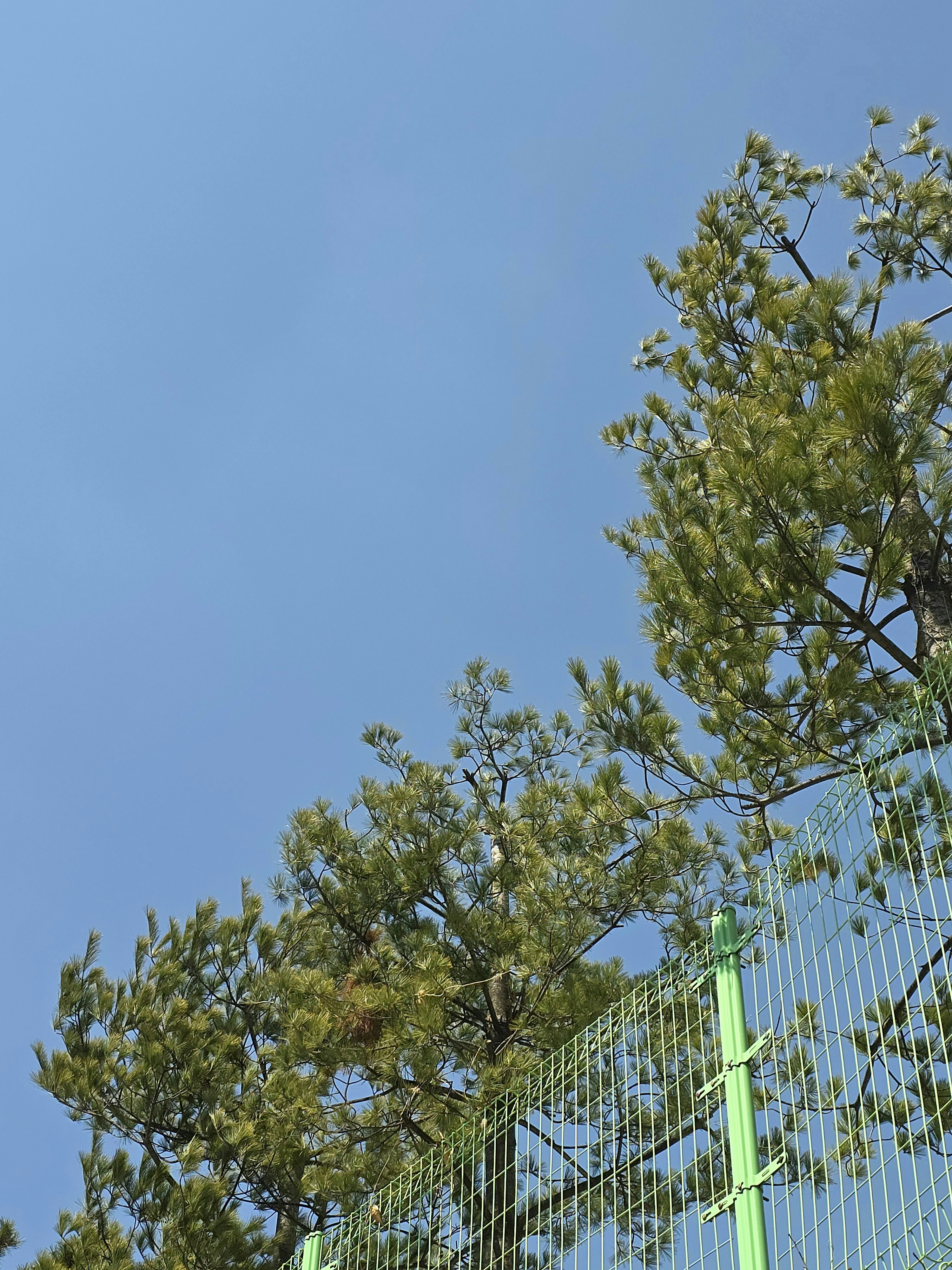 a bird perched on top of a tree next to a fence