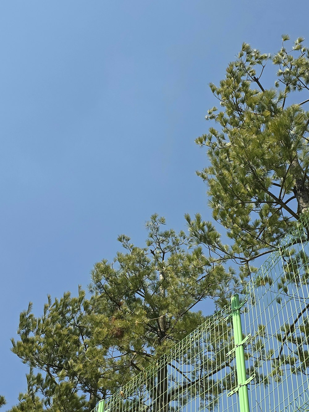 a bird perched on top of a tree next to a fence