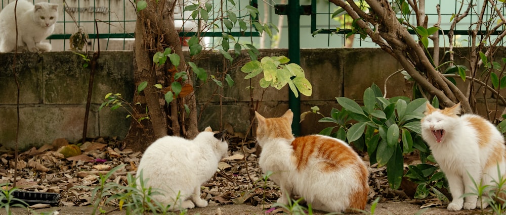 a group of cats standing next to each other