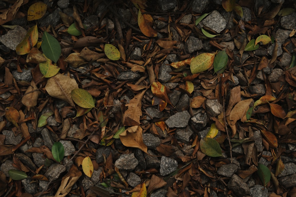 a bunch of leaves and rocks on the ground