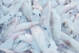 a bunch of fish that are on a table