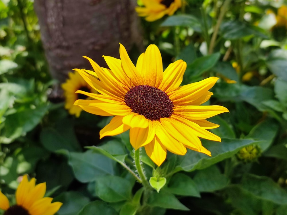 a large sunflower in a field of green leaves