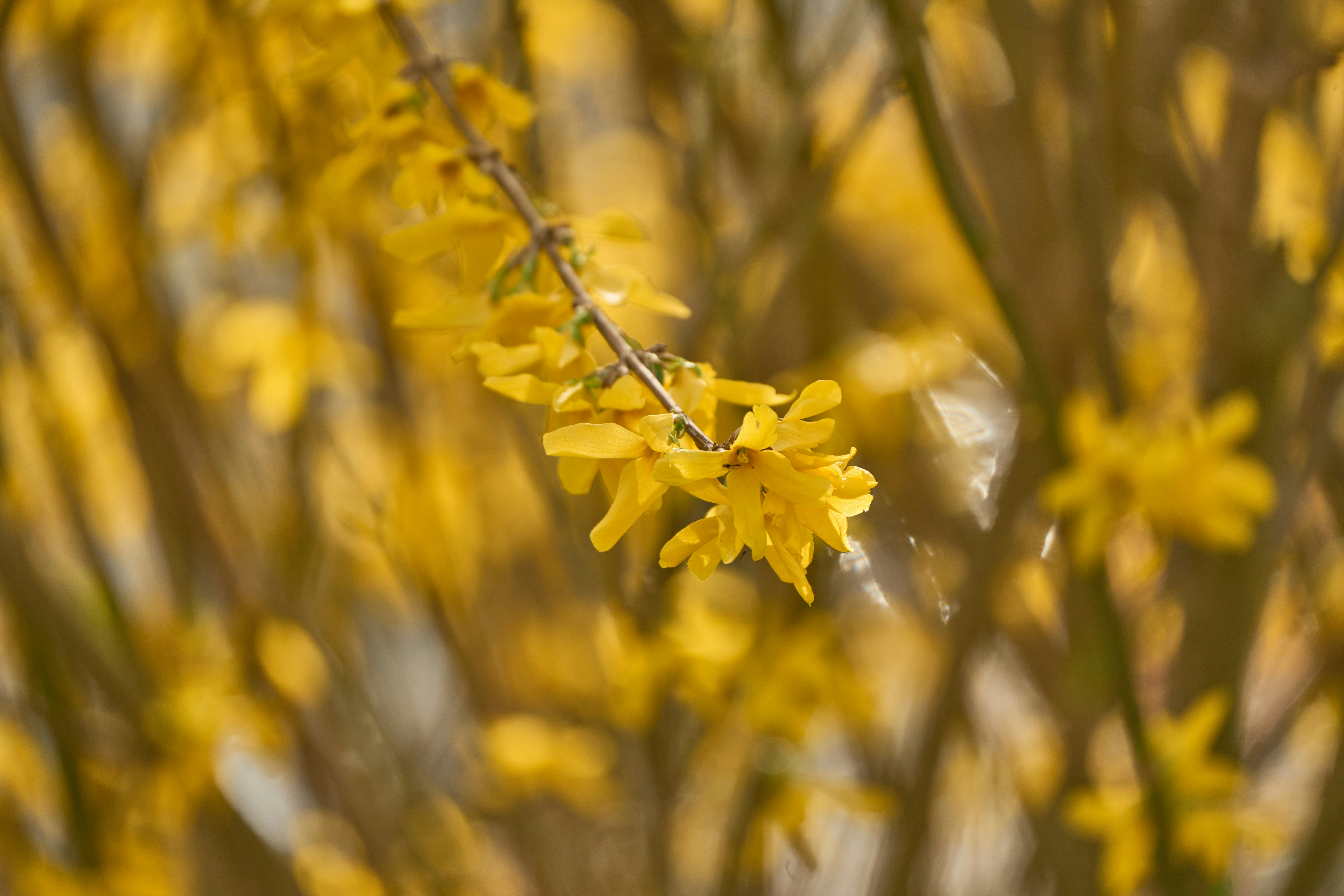 Photo by wolfgang_hasselmann