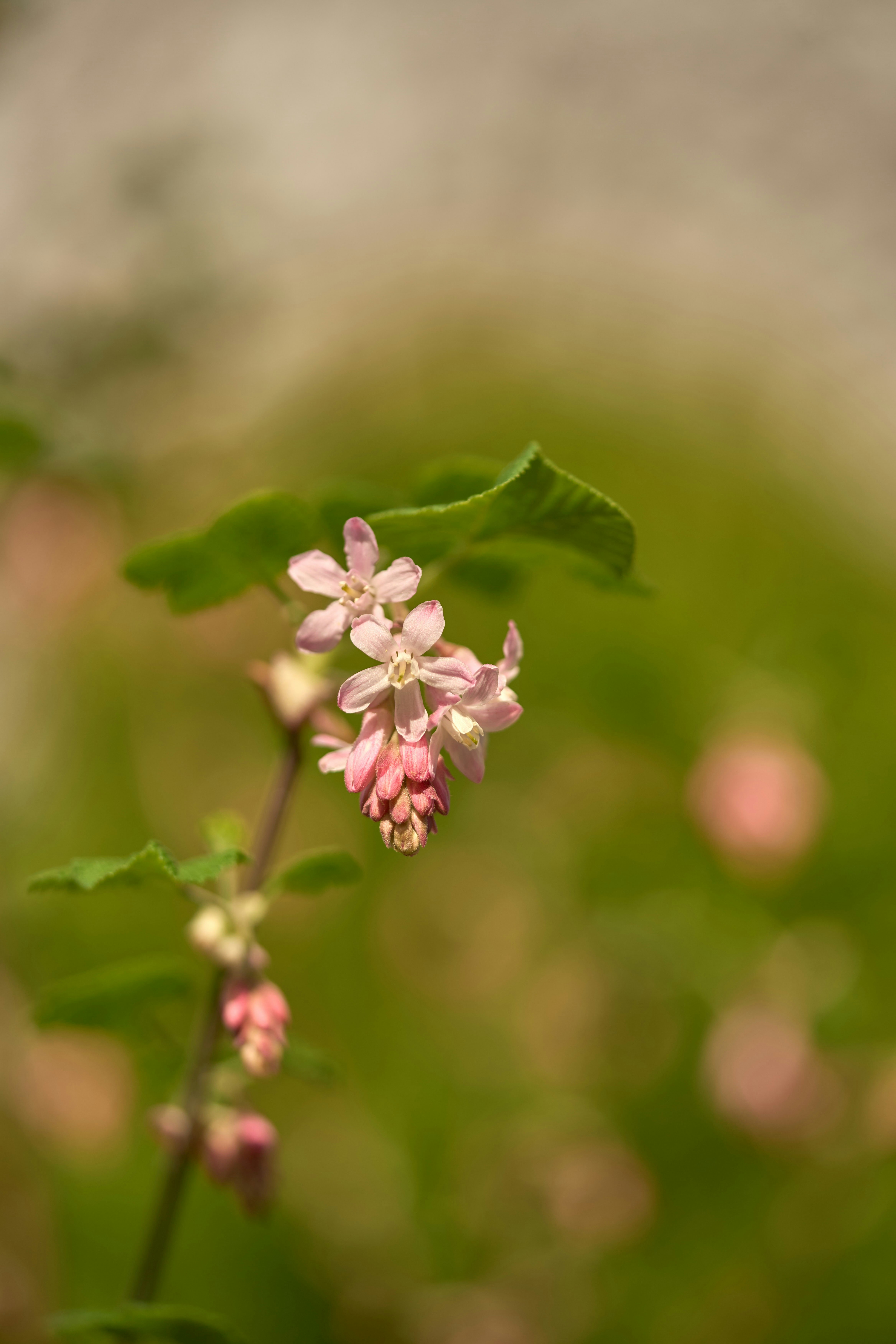 Photo by wolfgang_hasselmann