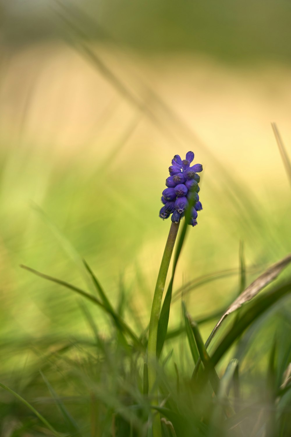 a small purple flower sitting in the grass
