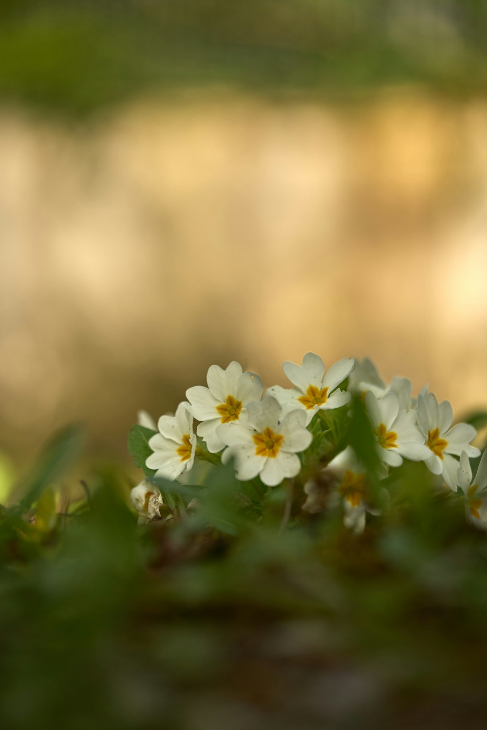 a group of small white flowers sitting on top of a lush green field