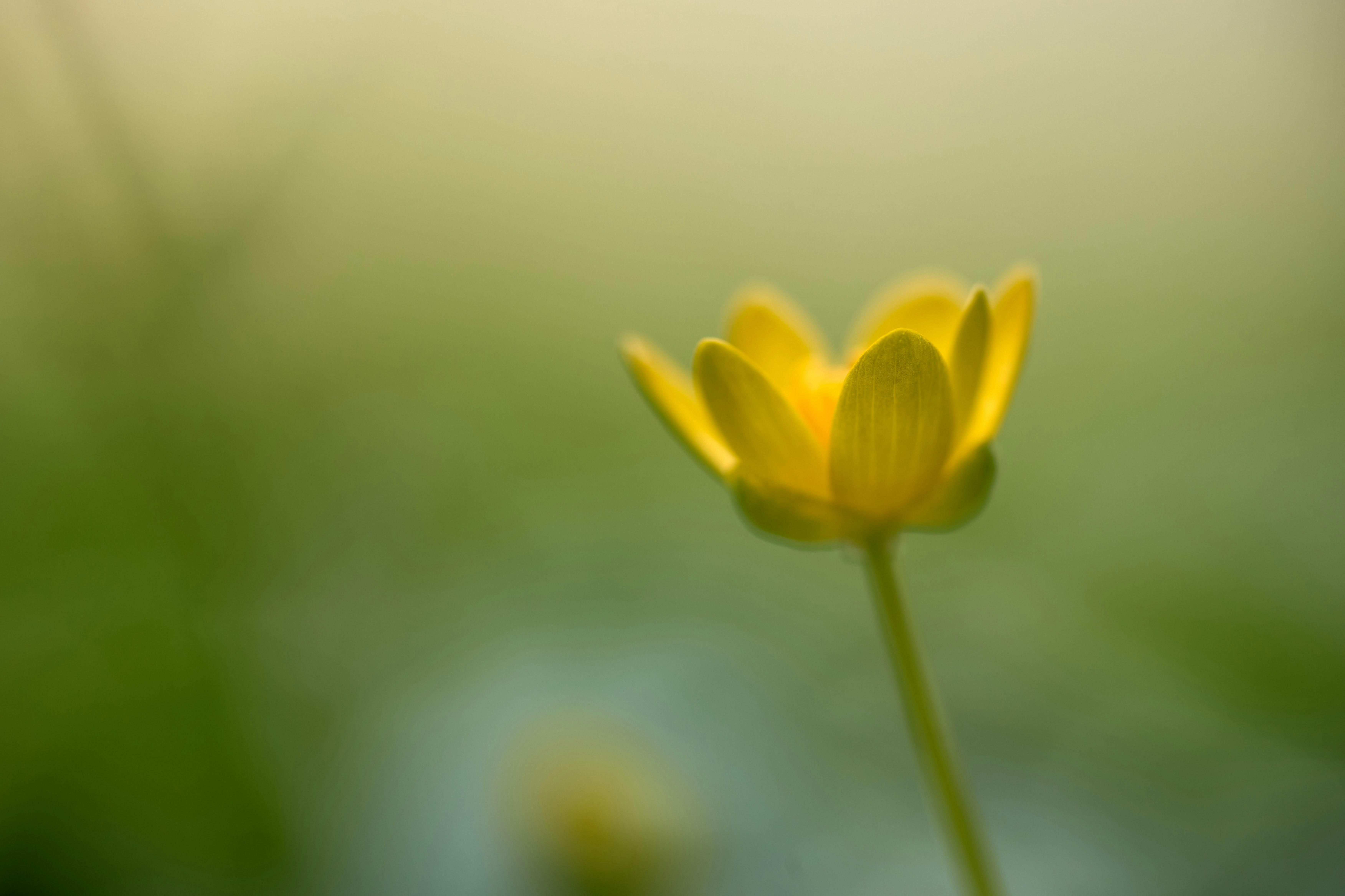 Photo by wolfgang_hasselmann