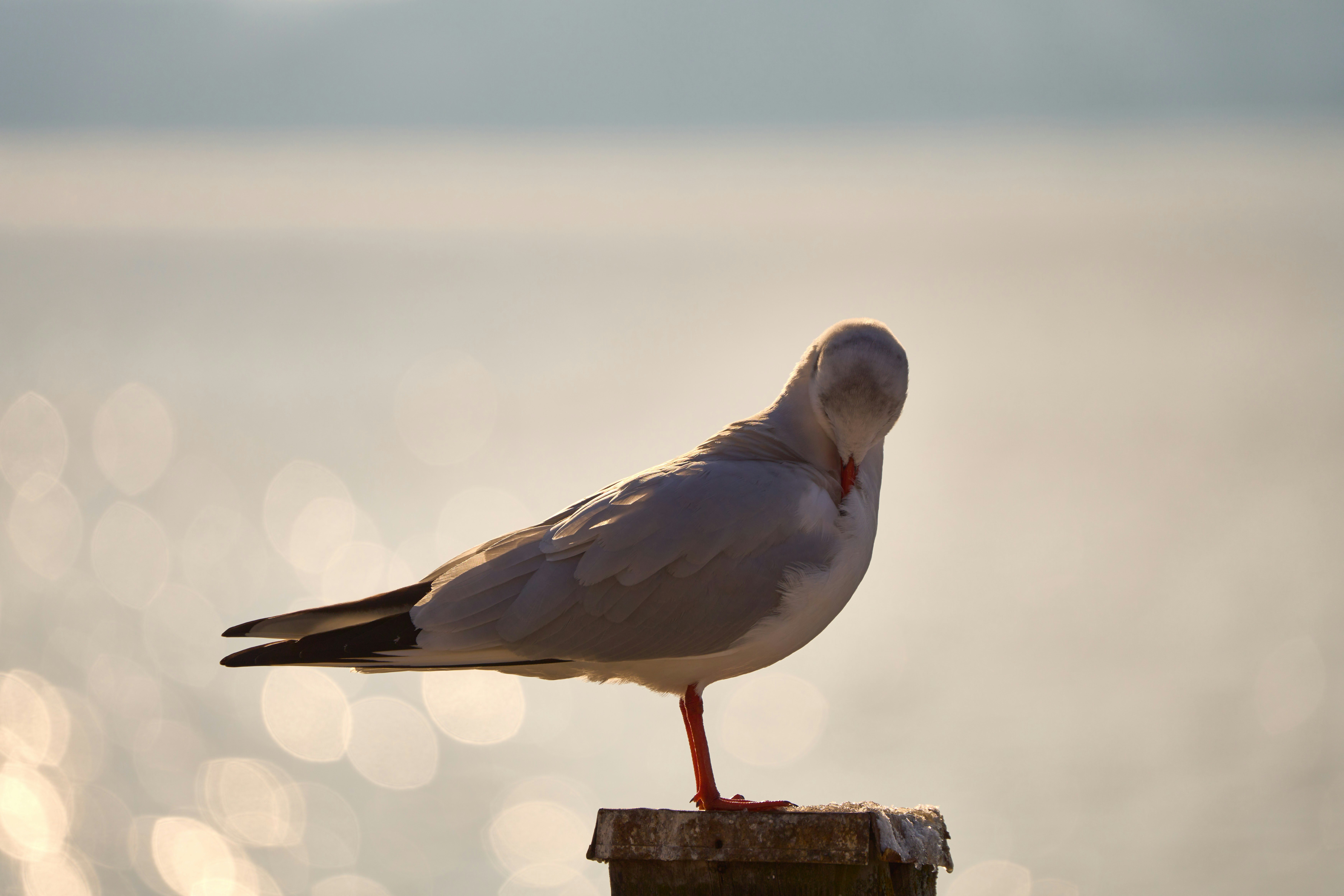 Photo by wolfgang_hasselmann