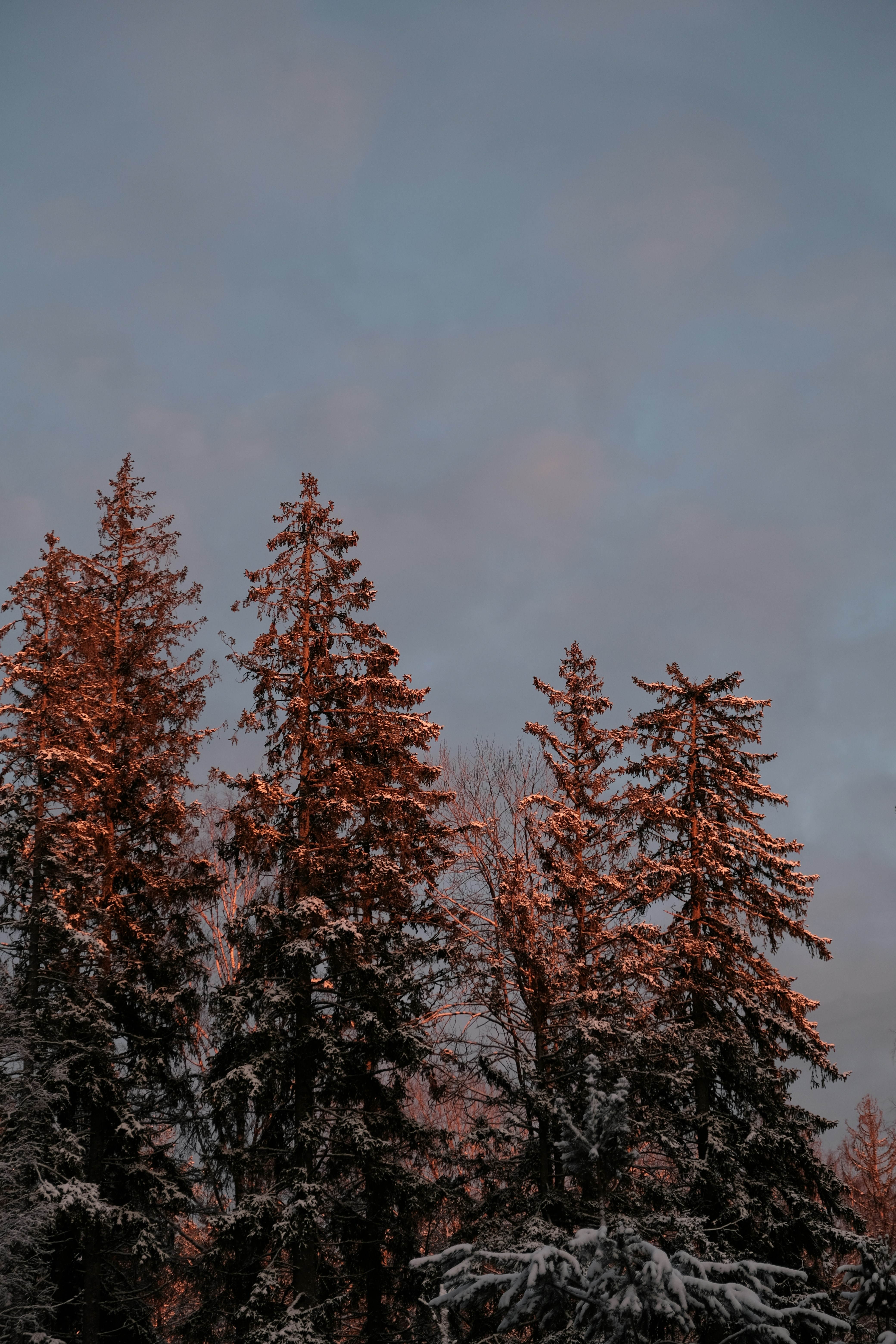 a group of trees covered in snow under a cloudy sky