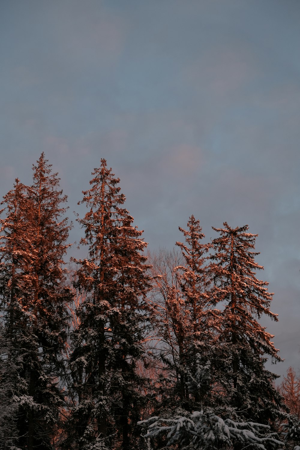 a group of trees covered in snow under a cloudy sky