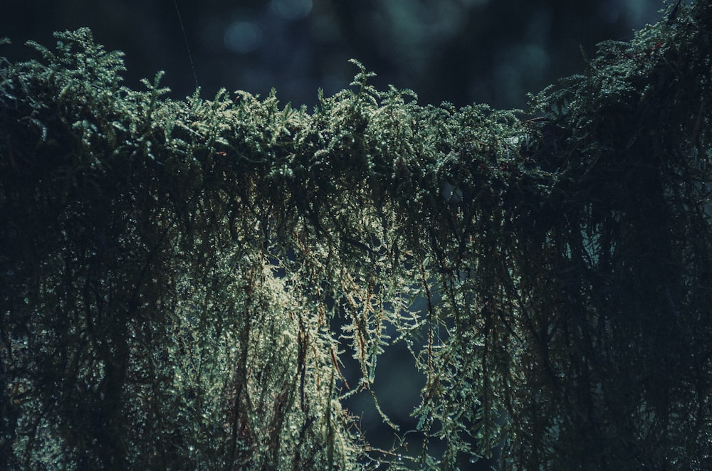 moss growing on a tree branch in the dark