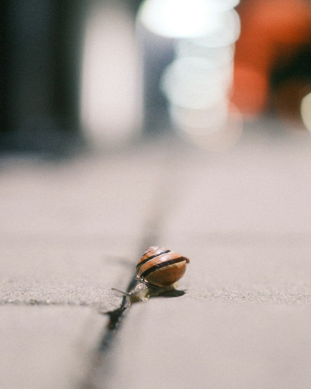 a snail crawling on the ground in the middle of the street