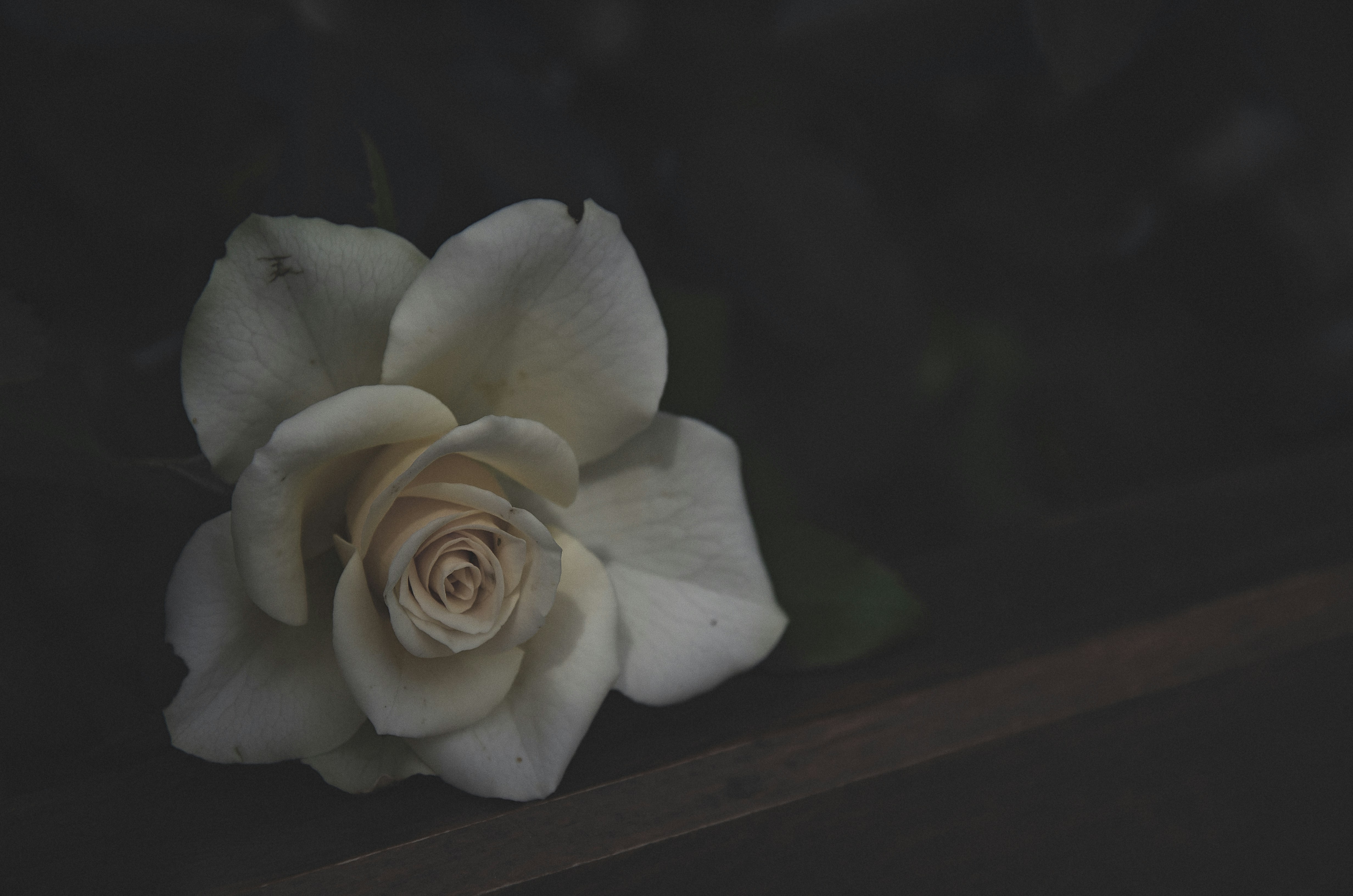 a white rose sitting on top of a wooden bench