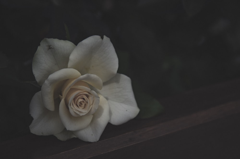 a white rose sitting on top of a wooden bench