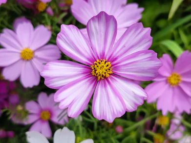 a close up of a bunch of pink and white flowers