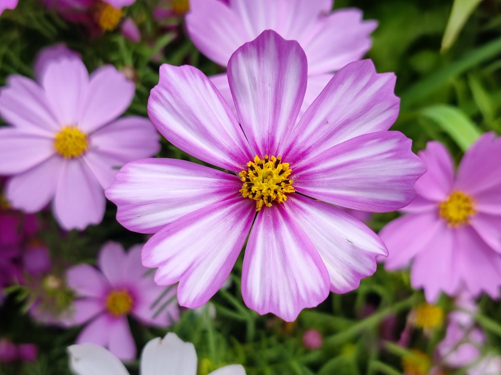 a close up of a bunch of pink and white flowers