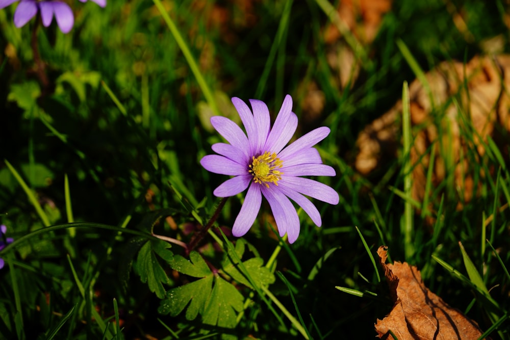 a purple flower sitting on top of a lush green field