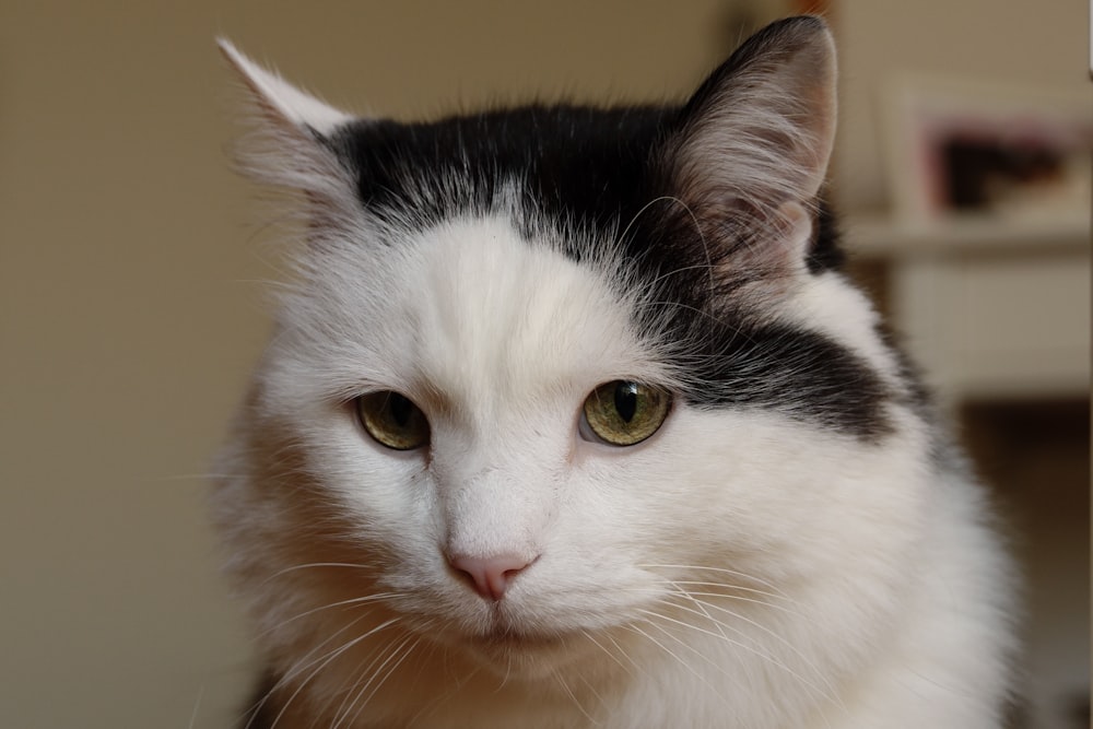 a close up of a cat with green eyes